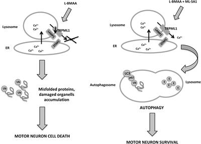 Pathophysiological Role of Transient Receptor Potential Mucolipin Channel 1 in Calcium-Mediated Stress-Induced Neurodegenerative Diseases
